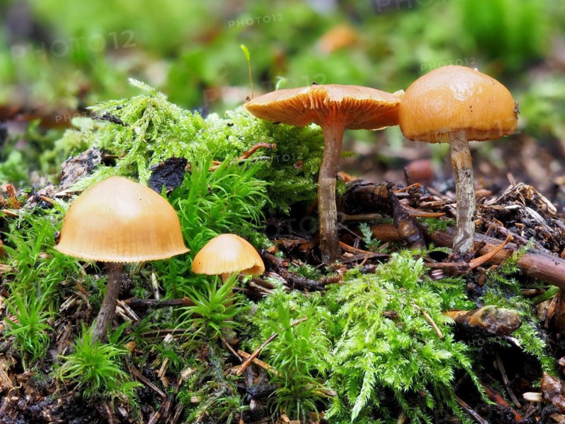 Poisonous Galerina, Galerina marginata, Galerina marginata