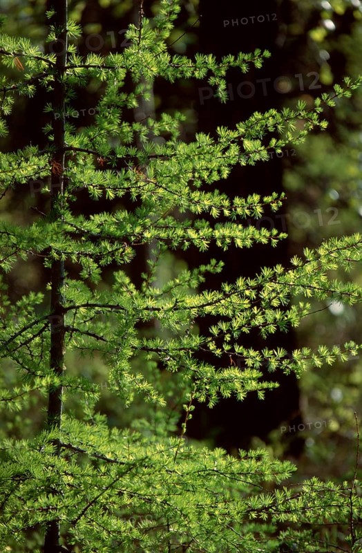 Siberian Larch (Larix sibirica), Lake Baikal, Siberia, Taiga, Russia, Europe