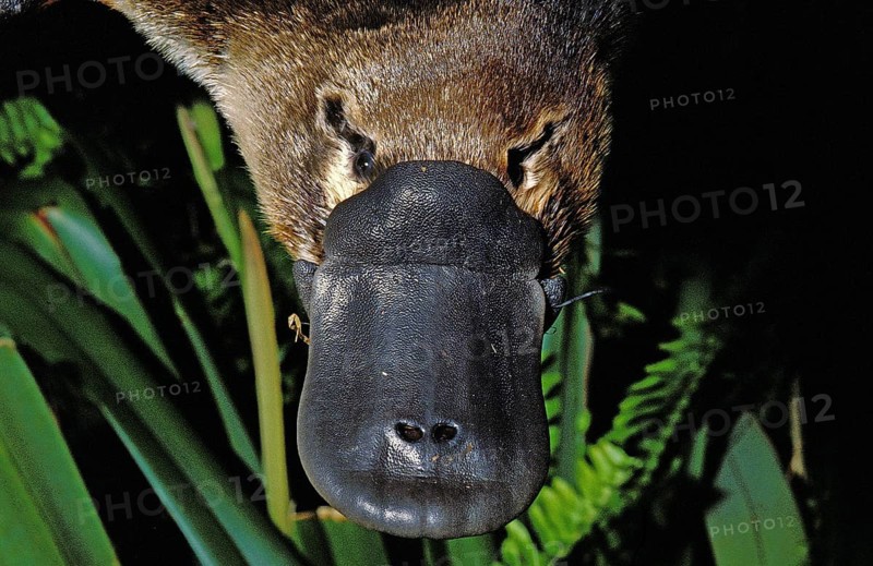 Platypus (ornithorhynchus anatinus), Close up of Beak, Australia, Oceania