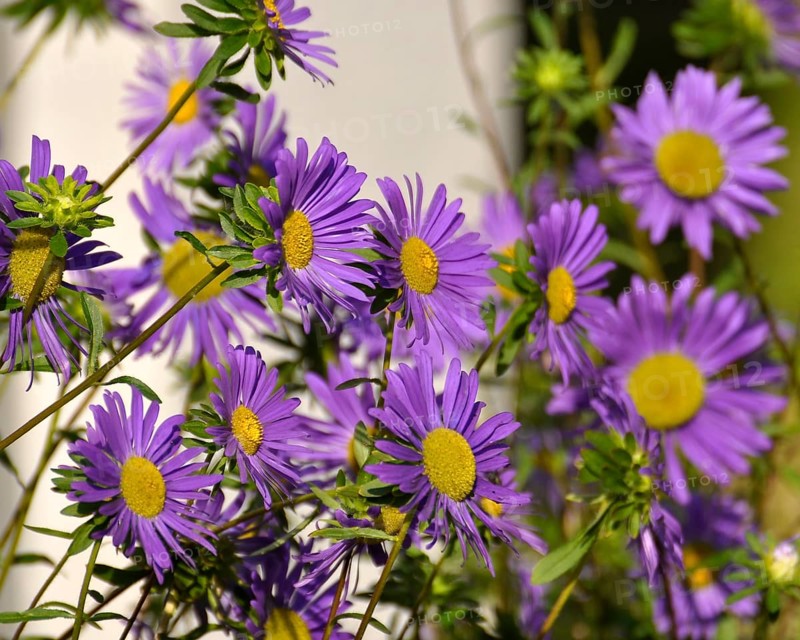 Purple china asters (Callistephus chinensis), Summer Aster, Garden Aster