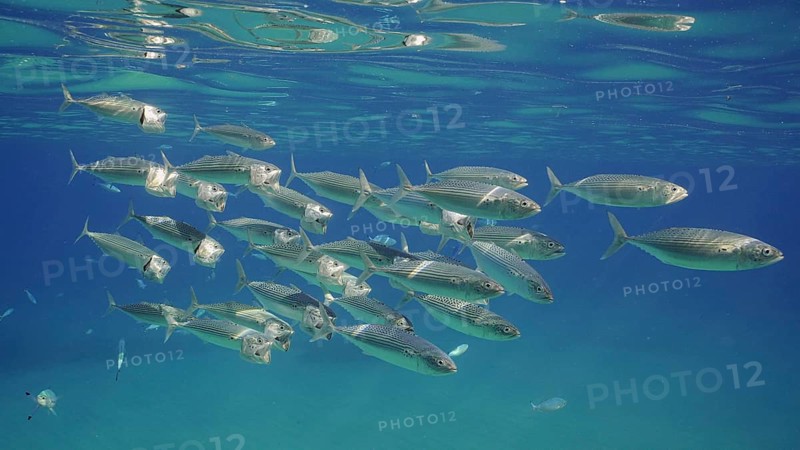 Group of Mackerel fish with open mouth swim under surface in blue water. Shoal of Indian Mackerel (Rastrelliger kanagurta) swim with open mouth ram feeds on macroplancton in ocean, Red sea, Egypt, Africa