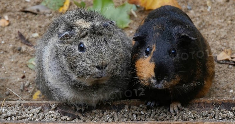 Guinea Pig (cavia porcellus), Adults Eating Food