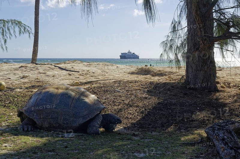 Aldabra giant tortoise (Aldabrachelys gigantea), in the background cruise ship SH Diana, UNESCO World Heritage Site, Aldabra Atoll, Seychelles, Africa