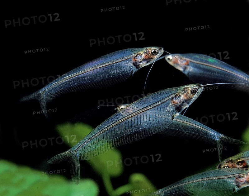 Indian Glass Catfish, Indian Glass Catfish, Other animals, Fishes, Animals, Catfishes, Glass Catfish, kryptopterus bicirrhis, Transparent Fish, Adults