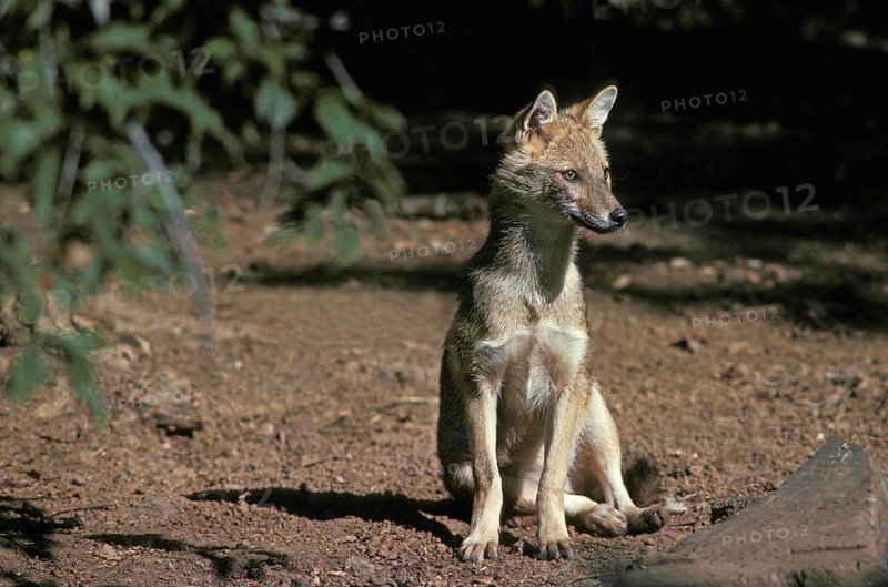 Golden Jackal (canis aureus) or Common Jackal