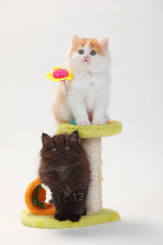 British longhair cat, kitten, 8 weeks, black-tortie and red-white, Highlander, Lowlander, Britanica, BLH, cat tree