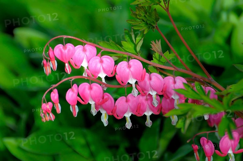 Weeping Heart (Dicentra spectabilis) Flowering in the Garden, Weeping Heart, lamprocapnos Weeping Heart, Weeping Hearts