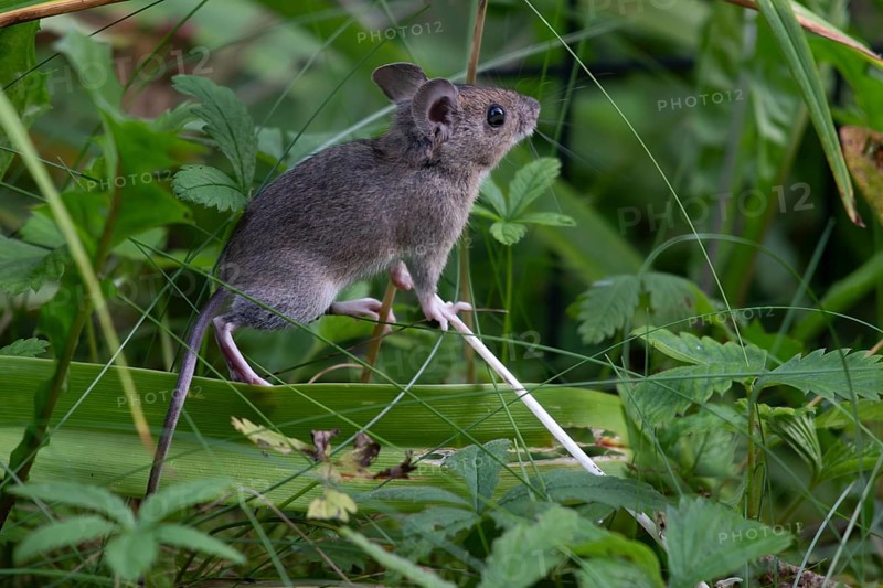 House mouse (Mus musculus), Munich, Bavaria, Germany, Europe