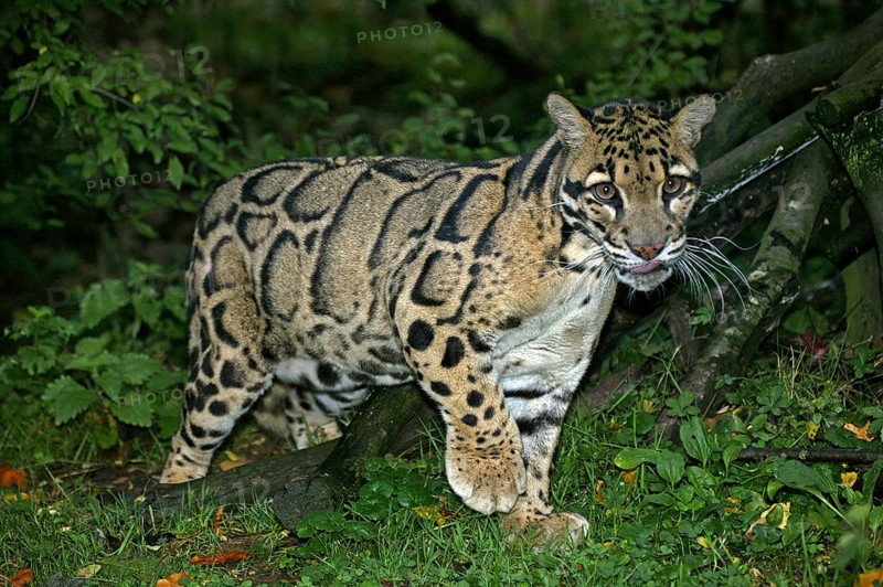 Clouded Leopard (neofelis nebulosa), Adult in Ground