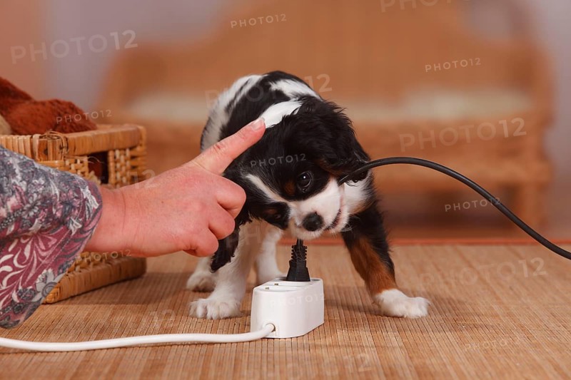 Cavalier King Charles Spaniel, puppy, tricolour, 9 weeks, bites into power cable, multiple plug, multiple socket, socket, cable, power line, index finger