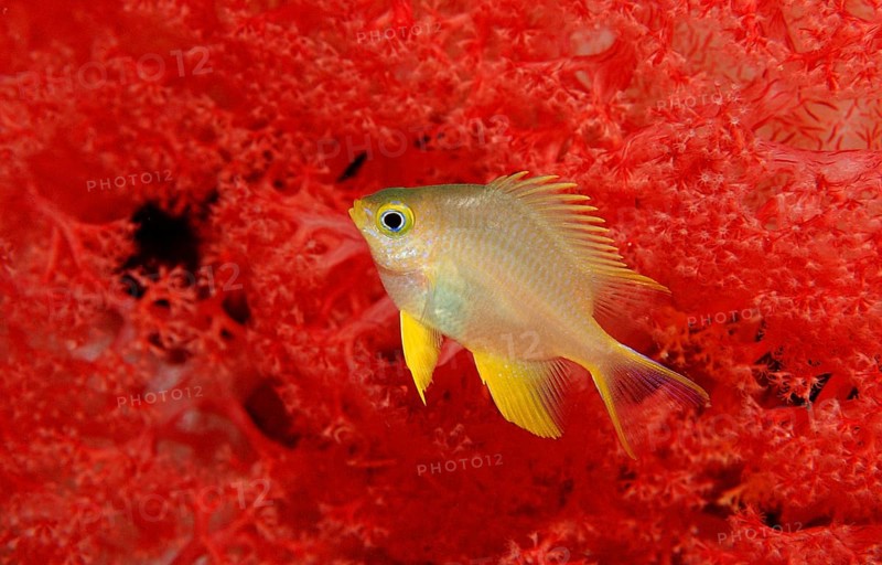 Yellowfin damselfish, Neoglyphidodon nigroris, Indonesia, Wakatobi Dive Resort, Sulawesi, Indian Ocean, Banda Sea, Asia