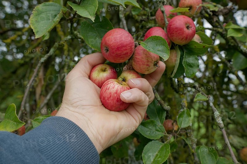 Harvest of mini apples, apple, fruit harvest, fruit, October, Schwäbisch Hall, Heilbronn-Franken, Hohenlohe, Baden-Württemberg, Germany, Europe