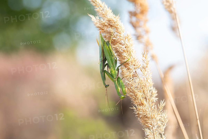European mantis (Mantis religiosa), mating on vegetation in sunshine, Döberitzer Heide nature reserve, Brandenburg, Germany, Europe