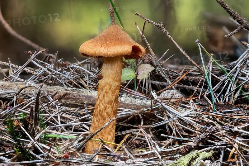 Close-up of a deadly webcap Cortinarius rubellus between pine needles and moss