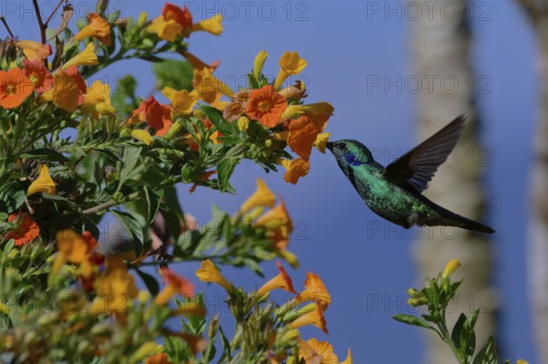 A green hummingbird approaching orange flowers while flying, amidst lush greenery and blue sky. Lesser violetear, (Colibri cyanotus), La Calera, Cundinamarca, Colombia, South America