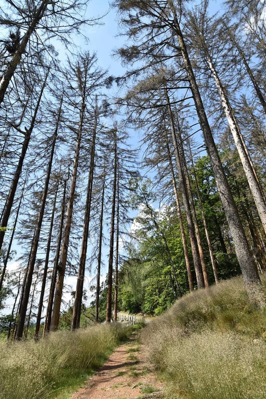 Forest dieback in the Hunsrück-Hochwald National Park with dead conifers along a hiking trail, Rhineland-Palatinate, Germany, Europe