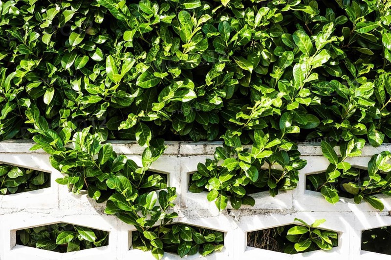 Cherry laurel hedge in Essen, Germany, Europe