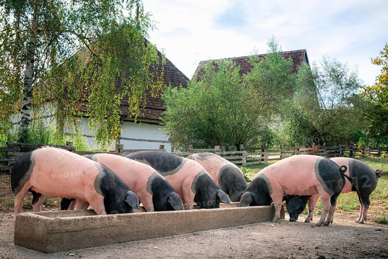 Countryside scene with German breed pigs, the Swabian-Hall swine, eating together, outdoor, in the yard, in Schwabisch Hall, Germany, Europe