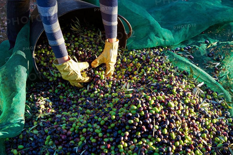 Olives harvest picking hands with gloves at Mediterranean