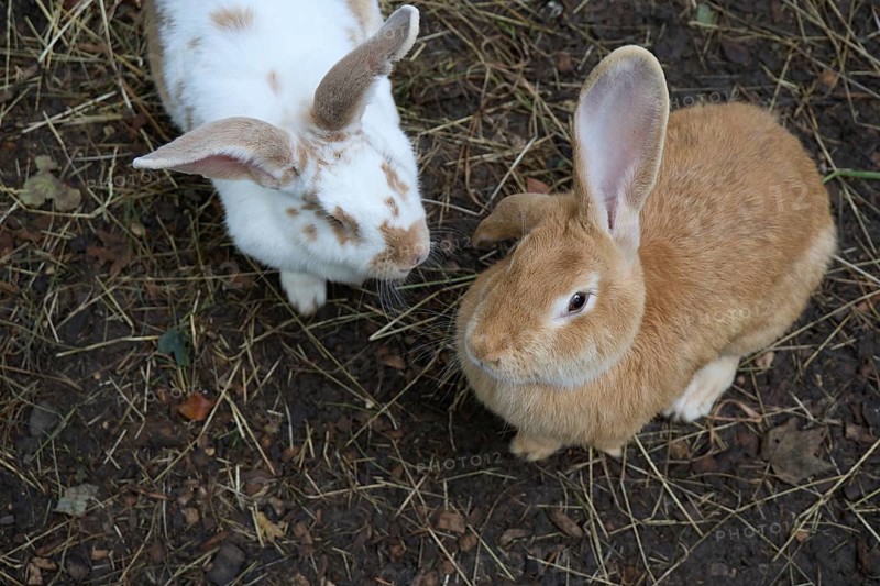 A pair of Flemish Giant Rabbits, Oryctolagus cuniculus domesticus, in Lincolnshire