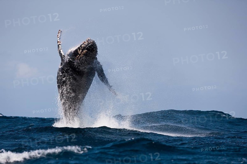 Jumping humpback whale, Megaptera novaeangliae, Indian Ocean, Wild Coast, South Africa, Africa