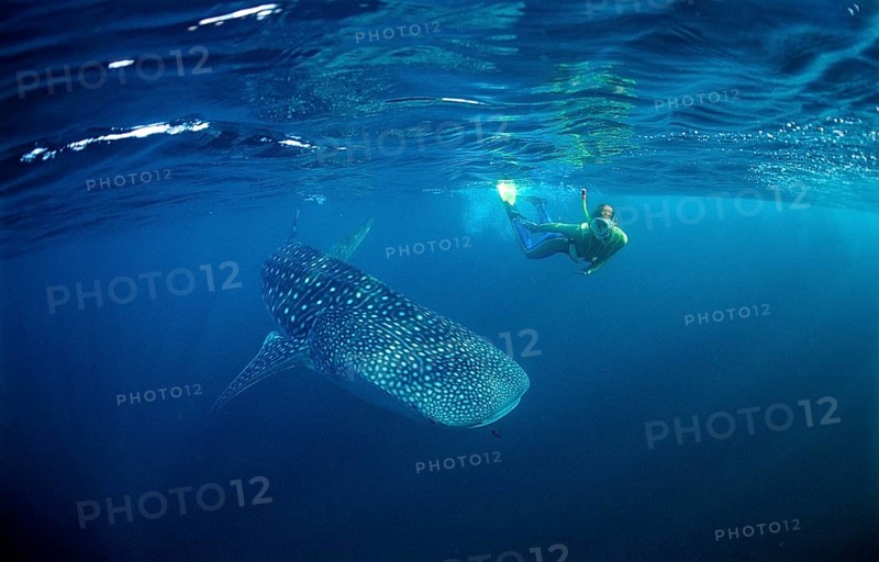 Whale shark and snorkeller, Rhincodon thypus, Maldives, Indian Ocean, Asia