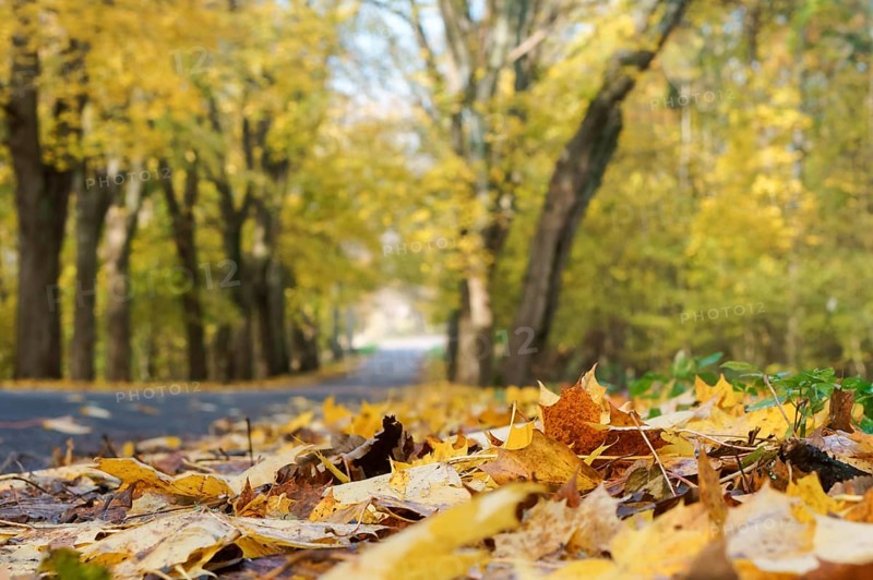 Beech grove in autumn, trees with yellowed leaves on the roadside