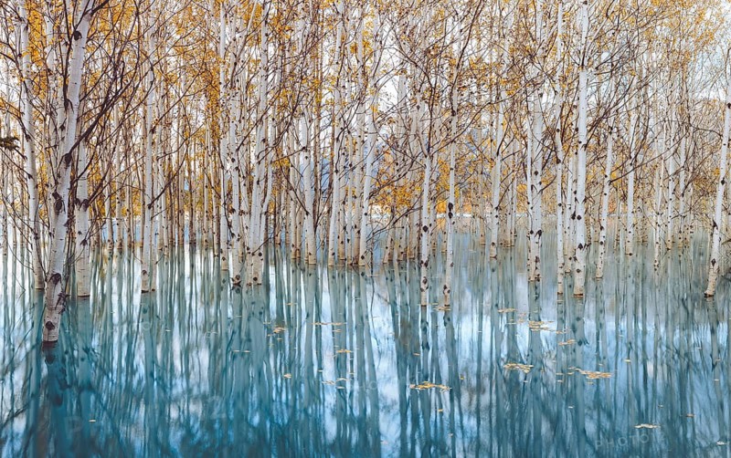 A tranquil scene of a flooded forest with tall, bare birch trees and their reflections in the calm water, Abraham Lake, Alberta, Canada, North America
