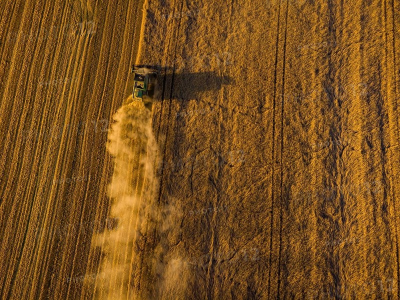 A combine harvester harvests a cereal forest