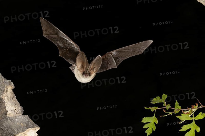 Grey long-eared bat (Plecotus austriacus) in flight, Thuringia, Germany, bat threatened with extinction in Germany, Europe