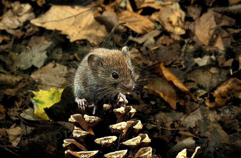 BANK VOLE (clethrionomys glareolus), ADULT ON PINE CONE, FRANCE