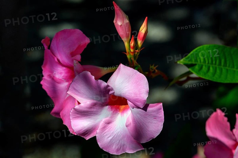 Mandevilla (syn.: Dipladenia A.DC.), Bavaria, Germany, Europe
