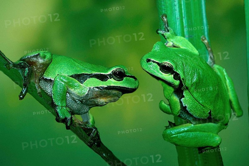 Tree Toads, Tree Frog (Hyla arborea)