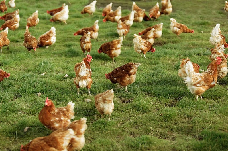 Free-range chickens in a meadow
