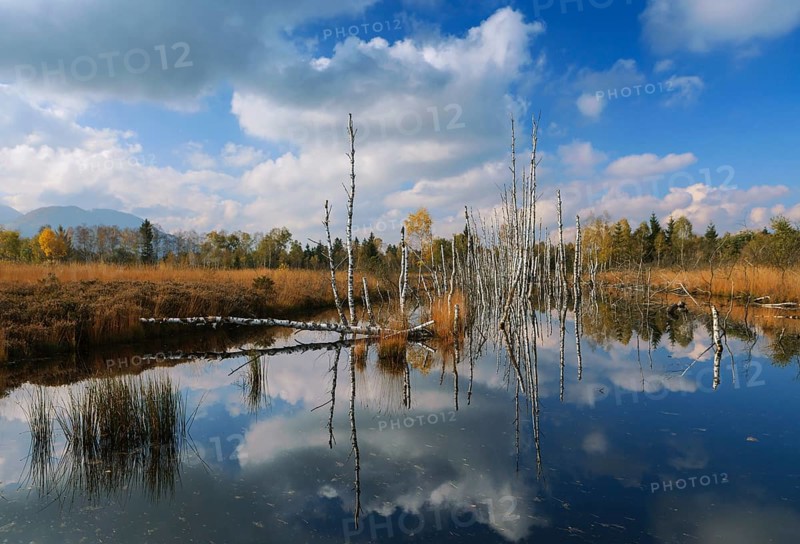 Dead birch trees in a moor, Kendlmühlfilzn raised bog or upland moor, near Grassau, Upper Bavaria, Bavaria, Germany, Europe