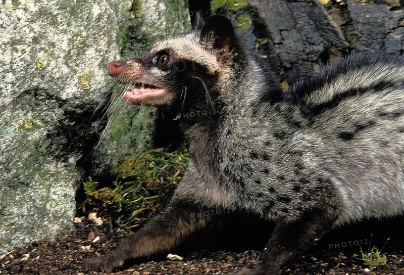 COMMON PALM CIVET (paradoxurus hermaphroditus), ADULT