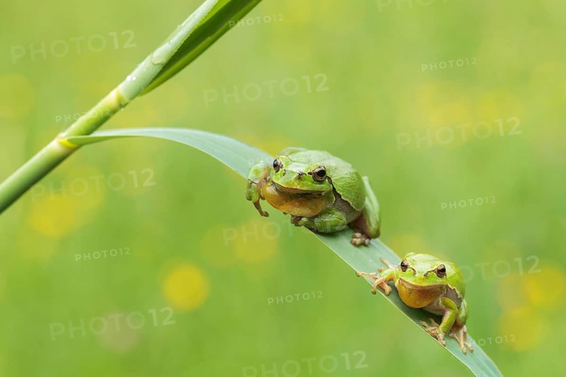 Two European Tree Frogs (Hyla arborea), Kufstein District, North Tirol, Tirol, Austria, Europe