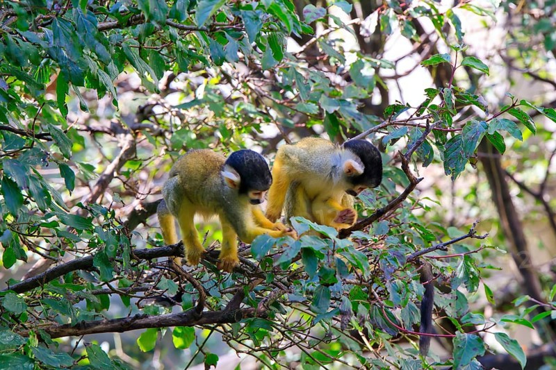 Two monkeys sitting on a branch, surrounded by green leaves and actively participating in their surroundings, squirrel monkey (Saimiri) capuchin monkey, origin Central South America, Basel Zoo, Basel, Canton Basel, Switzerland, Europe