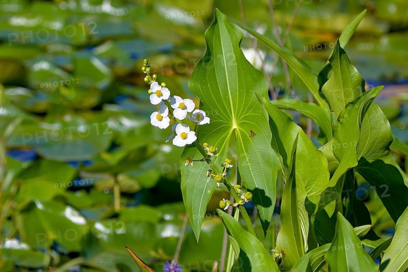 Broadleaf arrowhead (Sagittaria latifolia) also known as a duck-potato plant