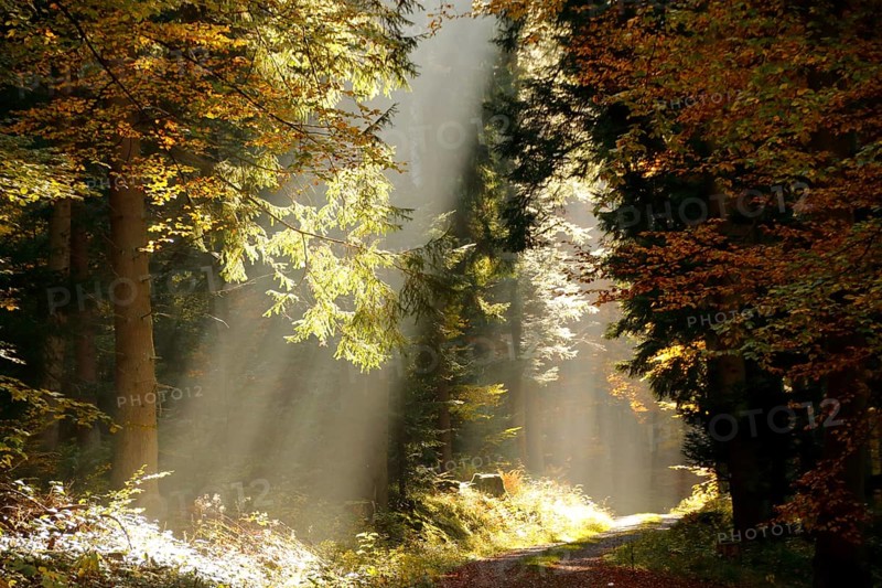 Rays of sunshine shining into the Monbach valley near Bad Liebenzell