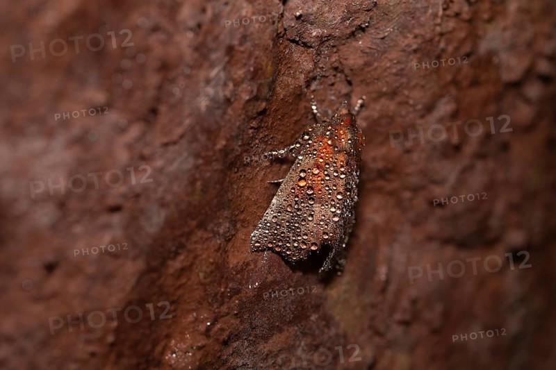 Herald (Scoliopteryx libatrix), other names Cinnamon Owl, Crab Soup Owl, Orange-coloured Scops Owl, Stormy Scops Owl, Seamstress Owl, Yolk Willow Moth, Sugar Owl, hibernating in a gallery, Hagen, North Rhine-Westphalia, Germany, Europe