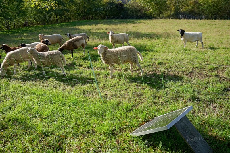 Electric fence for herd protection, wolf prevention, wolf prevention, herd protection measure, protective fence, pasture fence, herd, sheep, Schwäbisch Hall, Hohenlohe, Heilbronn-Franken, Baden-Württemberg, Germany, Europe