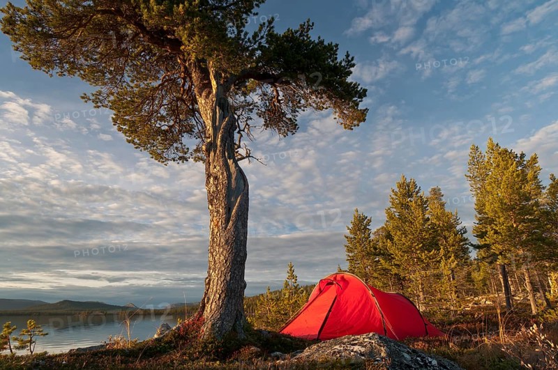 Tent at Lake Gutulisjoen, Gutulia National Park, Hedmark Fylke, Norway, Bivouac, Norway, Europe