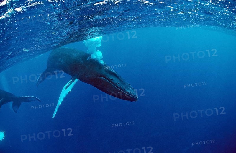 Humpback whale, calf, Megaptera novaeangliae, Silverbanks, Caribbean Sea, Dominican Republic, Central America