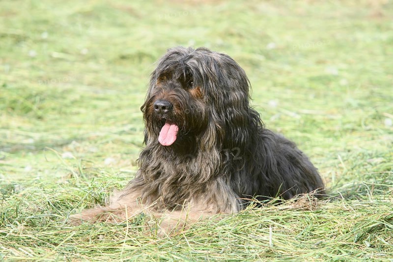 A long-haired fawn-coloured dog lying relaxed in a meadow, Briard, Berger de Brie