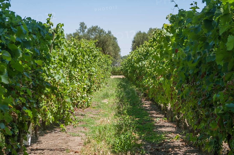 Beautiful vine of European grapes in Uruguayan winery in Canelos region. Moscato grapes
