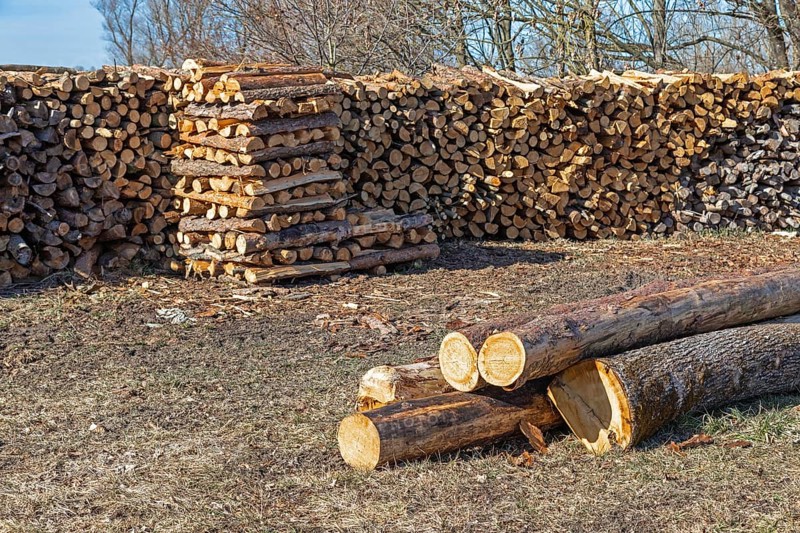 Pile of freshly chopped firewood