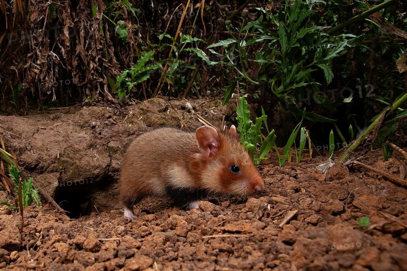 European hamster (Cricetus cricetus), young animal at the burrow, Thuringia