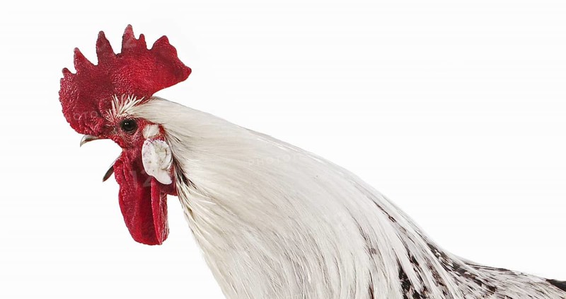 Brakel or Braekel Chicken, a Belgian Breed, Cockerel against White Background