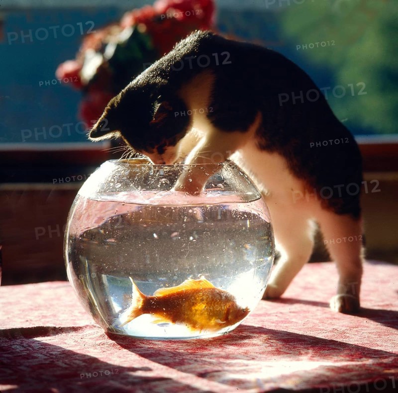 Cat with Goldfish Animal Friendship